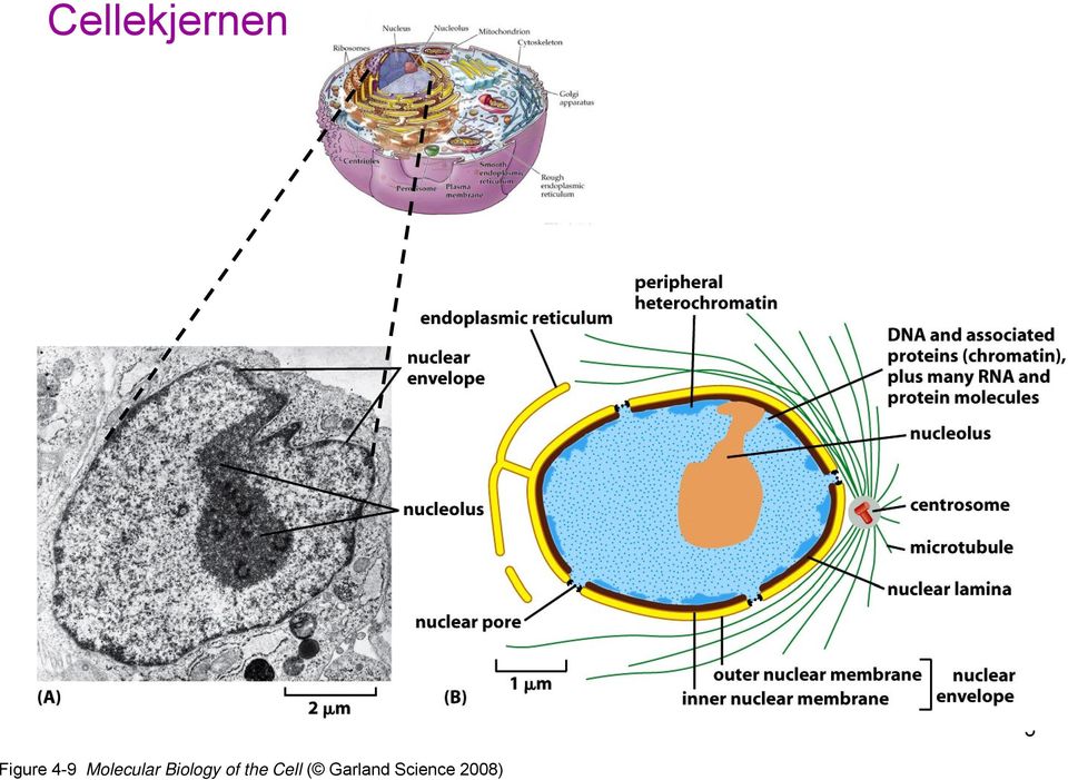 Molecular Biology of