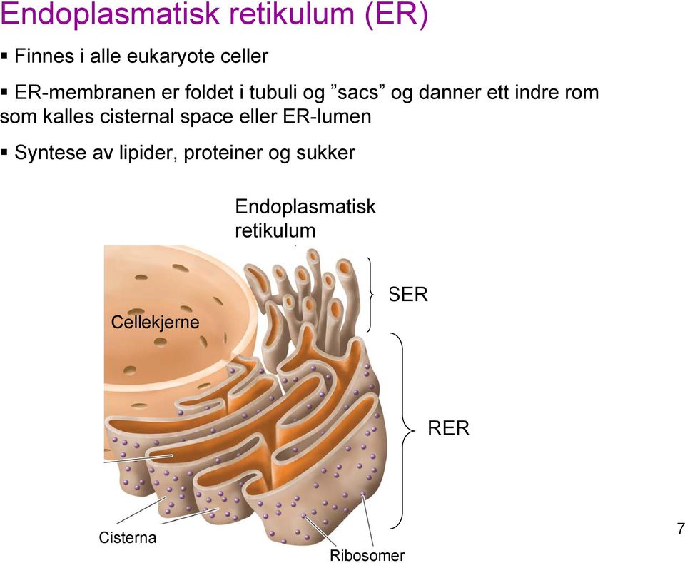 kalles cisternal space eller ER-lumen Syntese av lipider, proteiner