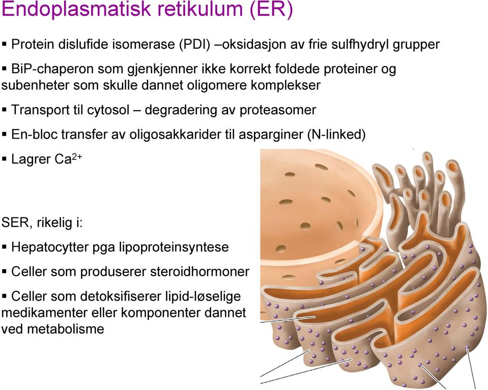 proteasomer En-bloc transfer av oligosakkarider til asparginer (N-linked) Lagrer Ca 2+ SER, rikelig i: Hepatocytter pga