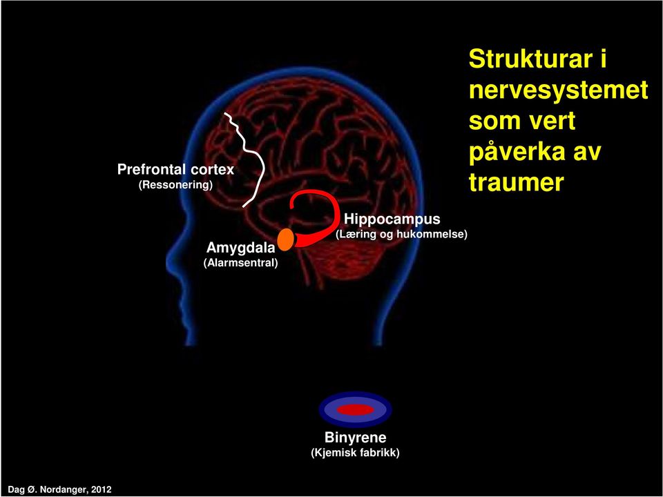 hukommelse) Strukturar i nervesystemet som vert