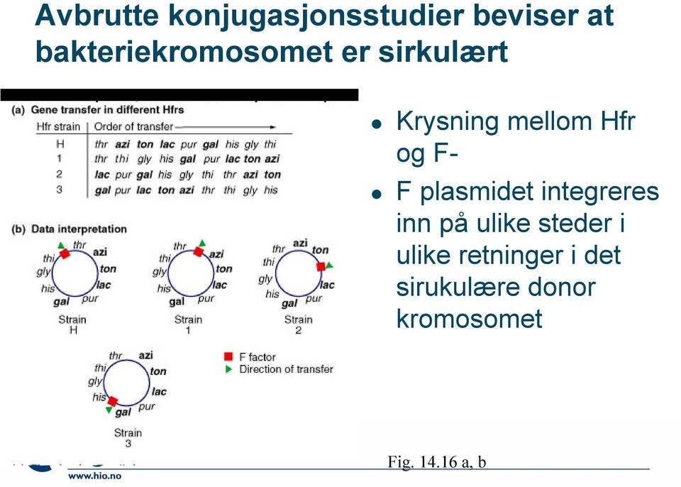 og F- F plasmidet integreres inn på ulike steder i