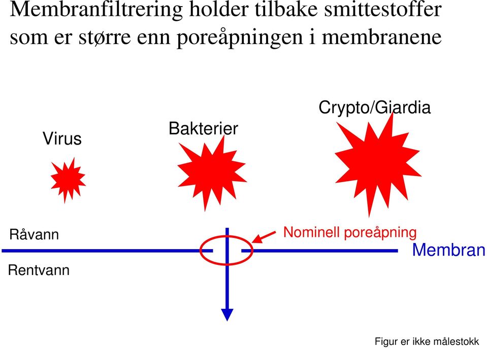 Virus Bakterier Crypto/Giardia Råvann Rentvann