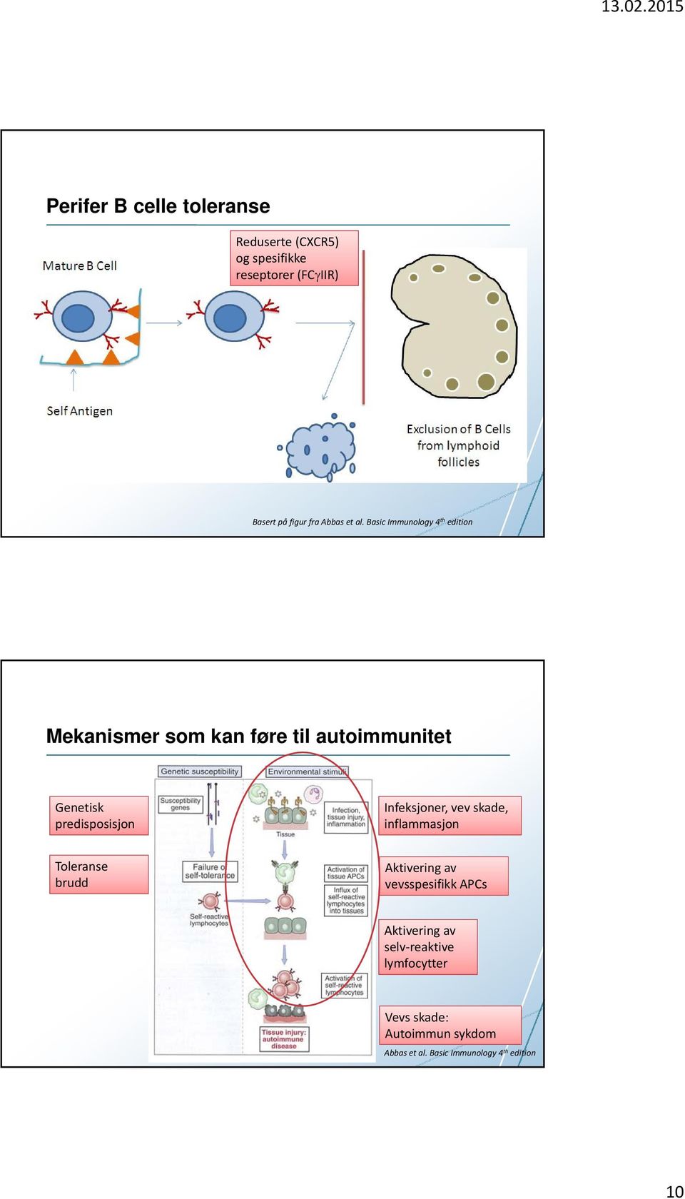 Basic Immunology 4 th edition Mekanismer som kan føre til autoimmunitet Genetisk predisposisjon