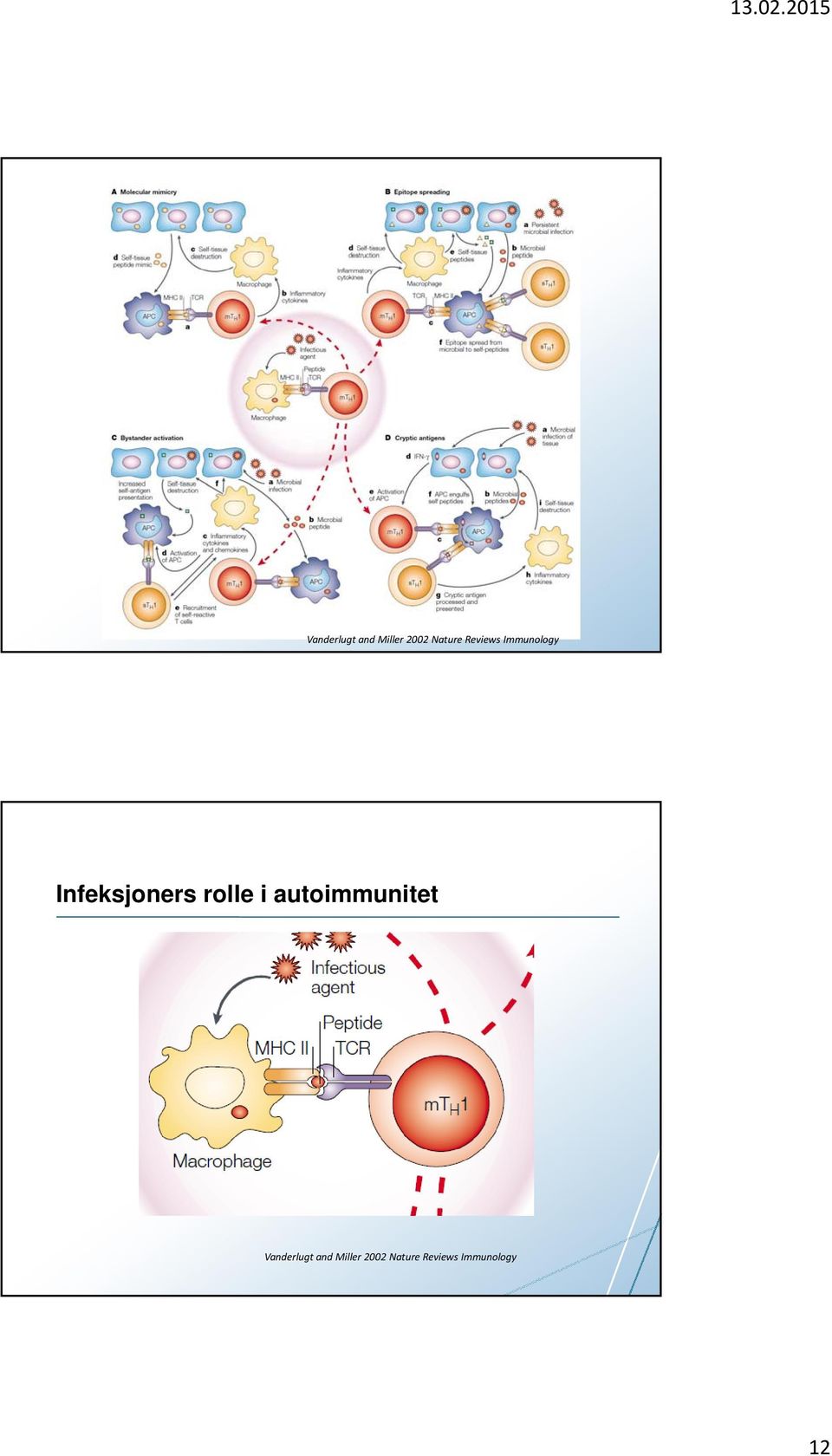 rolle i autoimmunitet  Reviews