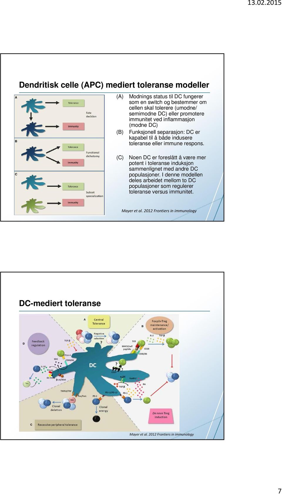 respons. (C) Noen DC er foreslått å være mer potent i toleranse induksjon sammenlignet med andre DC populasjoner.