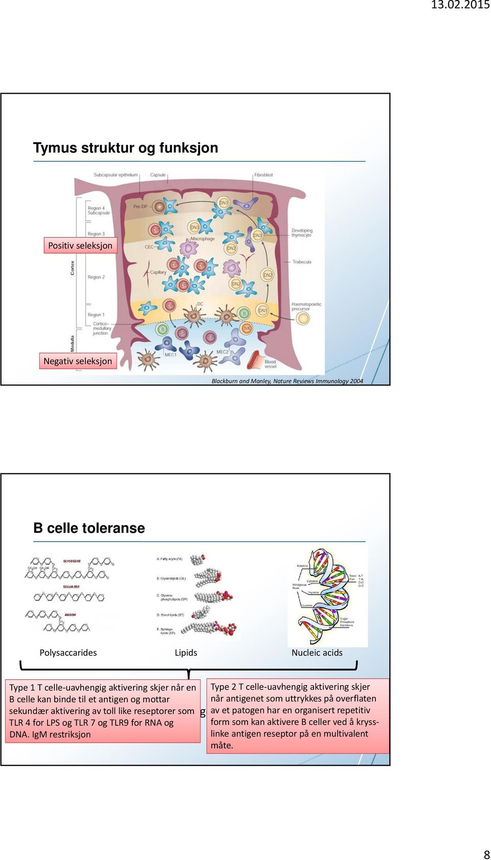 reseptorer som TLR 4 for LPS og TLR 7 og TLR9 for RNA og DNA.
