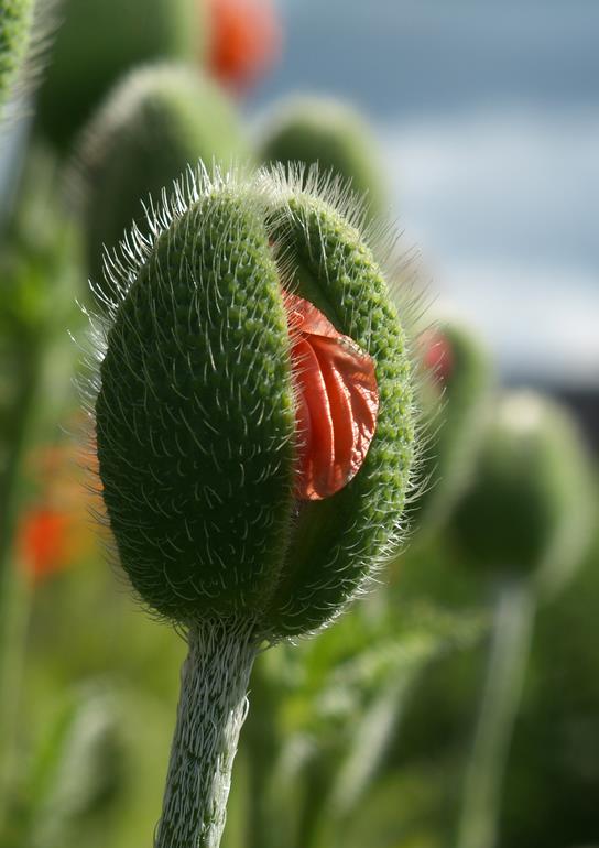 FAKTA: Utvinnes fra Poppy - Papaver somniferumsaften fra opium-valmuens kapsel.