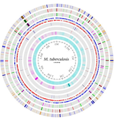 M. tuberculosis genom-karakteristika 4,411,532