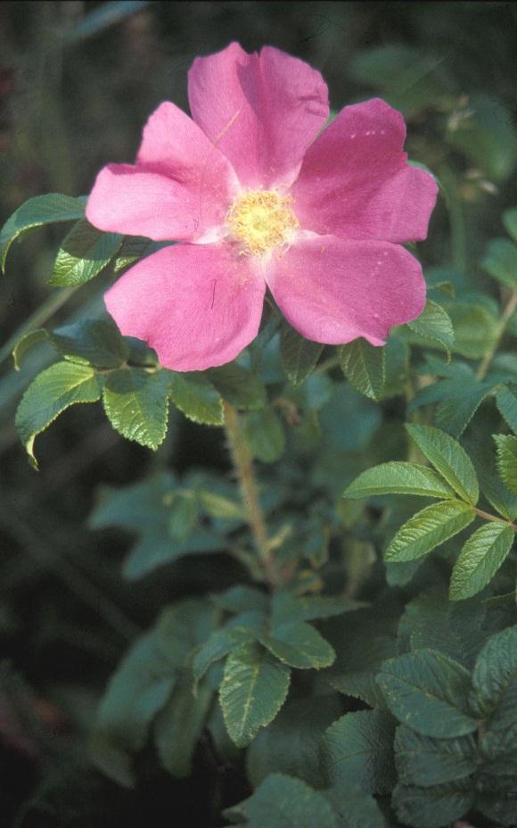 Eksempler Rynkerose (Rosa rugosa) Svært høy