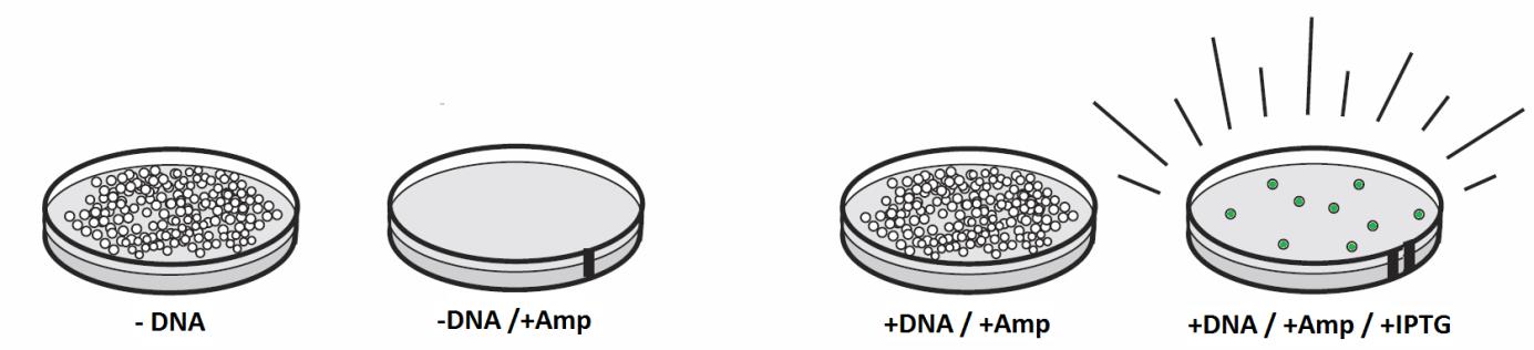 vokse på agarskåler med ampicillin. I tillegg uttrykker bakteriene grønt fluorescerende protein (GFP) fordi agarmediet er tilsatt IPTG som er nødvendig for at gfp-genet skal uttrykkes. 2.