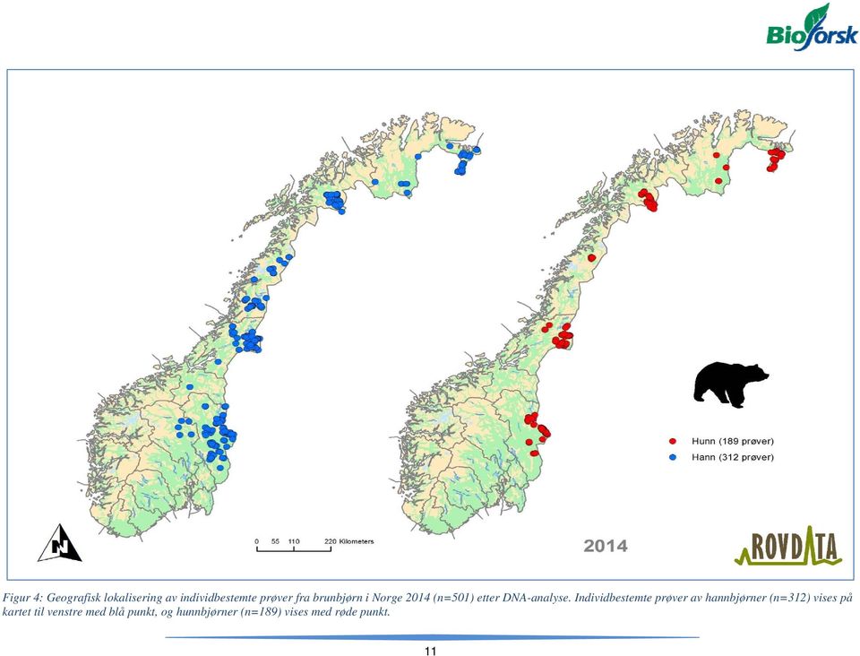 Individbestemte prøver av hannbjørner (n=312) vises på kartet