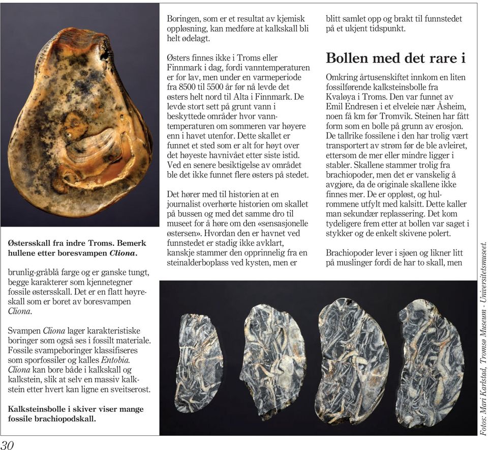 Svampen Cliona lager karakteristiske boringer som også ses i fossilt materiale. Fossile svampeboringer klassifiseres som sporfossiler og kalles Entobia.