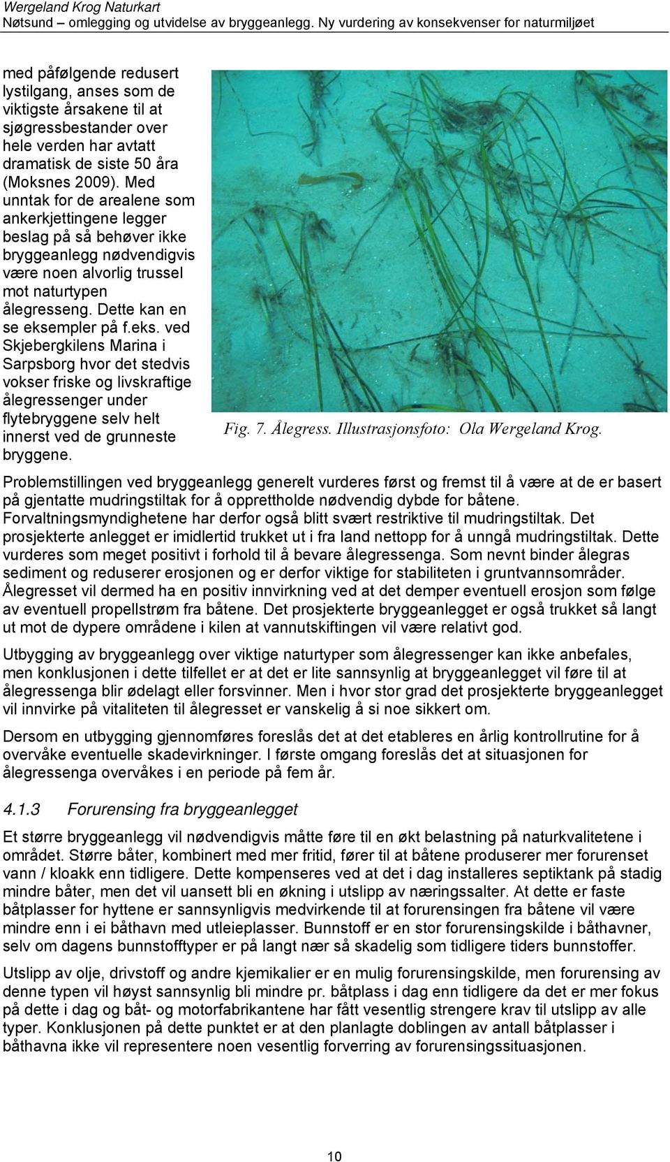 mpler på f.eks. ved Skjebergkilens Marina i Sarpsborg hvor det stedvis vokser friske og livskraftige ålegressenger under flytebryggene selv helt Fig. 7. Ålegress.