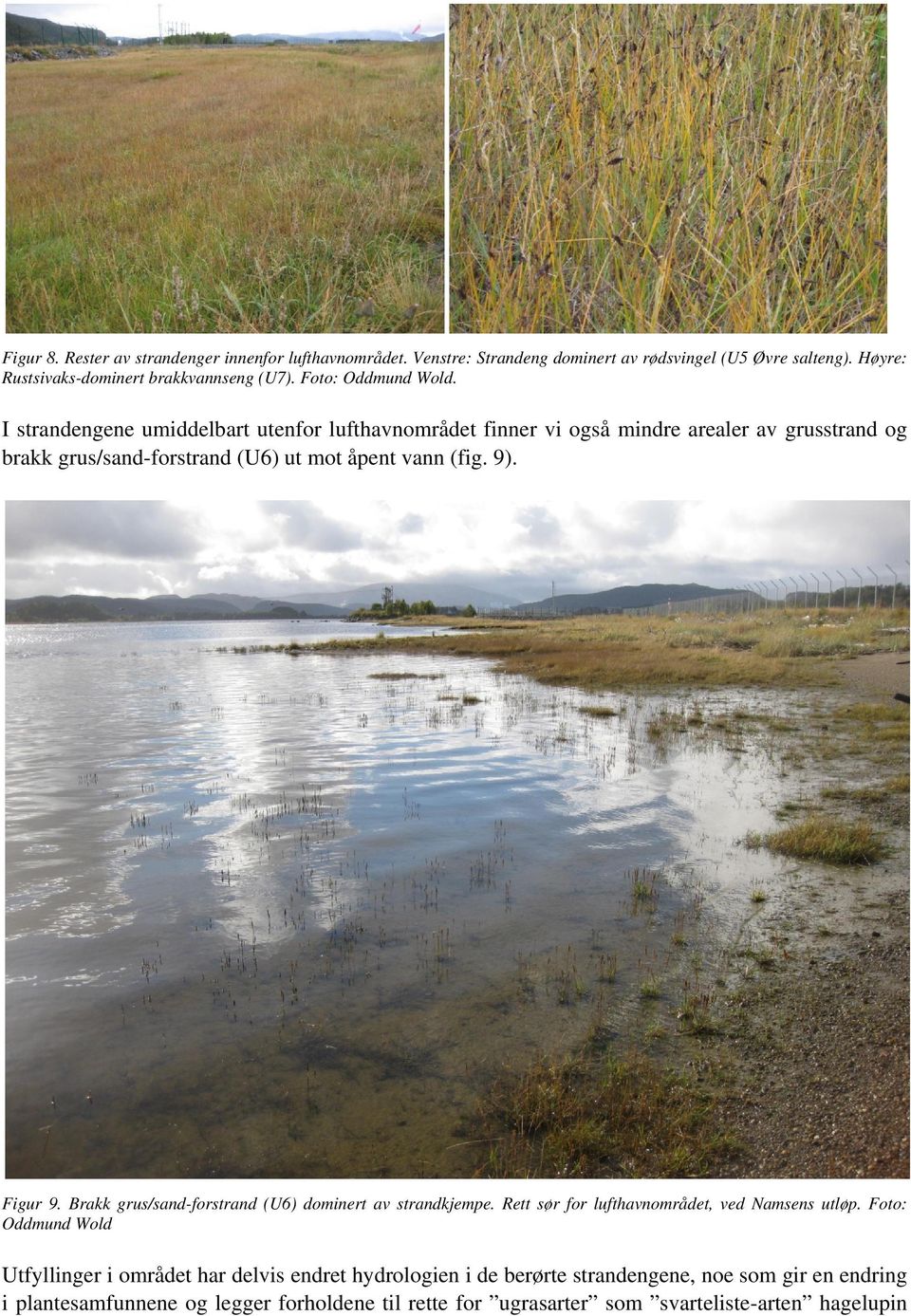 I strandengene umiddelbart utenfor lufthavnområdet finner vi også mindre arealer av grusstrand og brakk grus/sand-forstrand (U6) ut mot åpent vann (fig. 9). Figur 9.