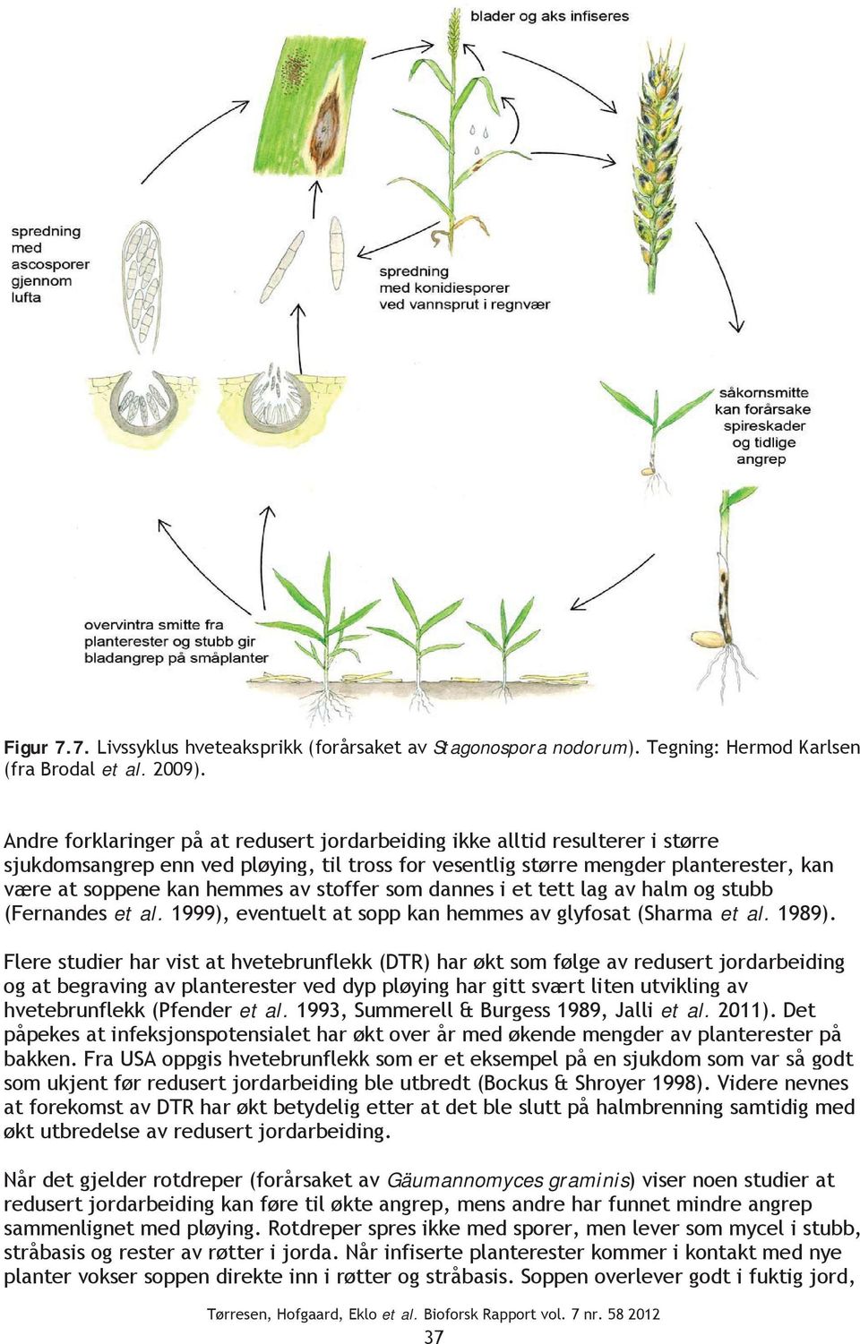 stoffer som dannes i et tett lag av halm og stubb (Fernandes et al. 1999), eventuelt at sopp kan hemmes av glyfosat (Sharma et al. 1989).