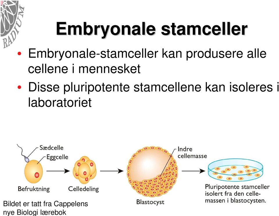 pluripotente stamcellene kan isoleres i