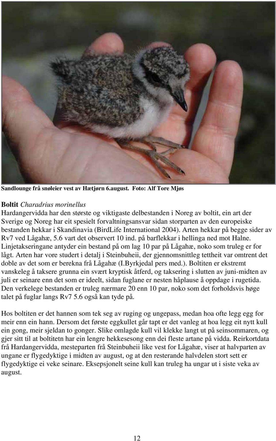 storparten av den europeiske bestanden hekkar i Skandinavia (BirdLife International 2004). Arten hekkar på begge sider av Rv7 ved Lågahæ, 5.6 vart det observert 10 ind.