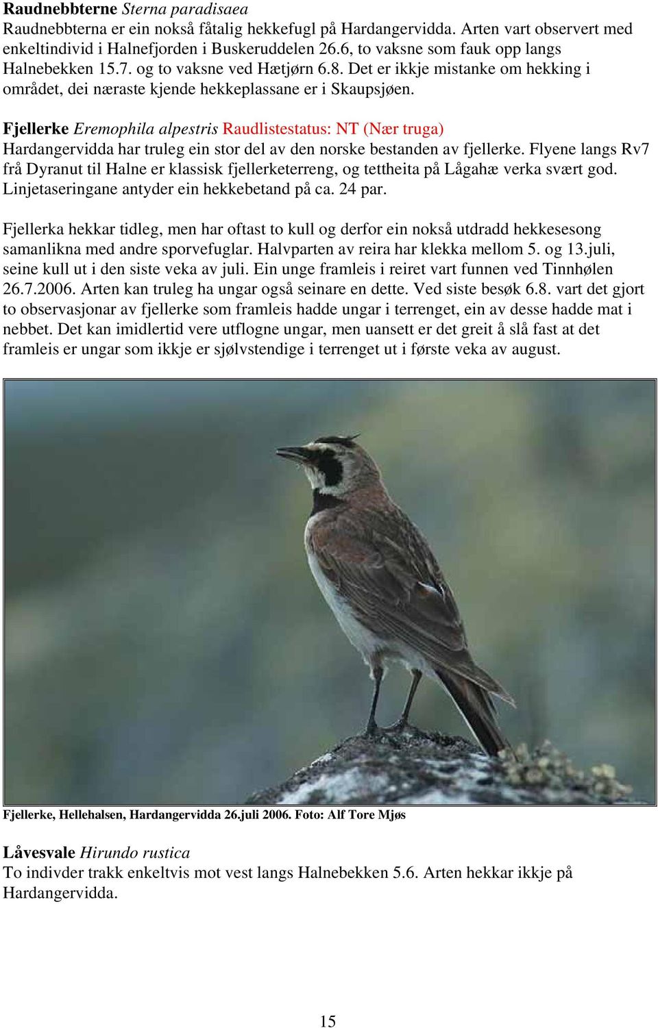 Fjellerke Eremophila alpestris Raudlistestatus: NT (Nær truga) Hardangervidda har truleg ein stor del av den norske bestanden av fjellerke.