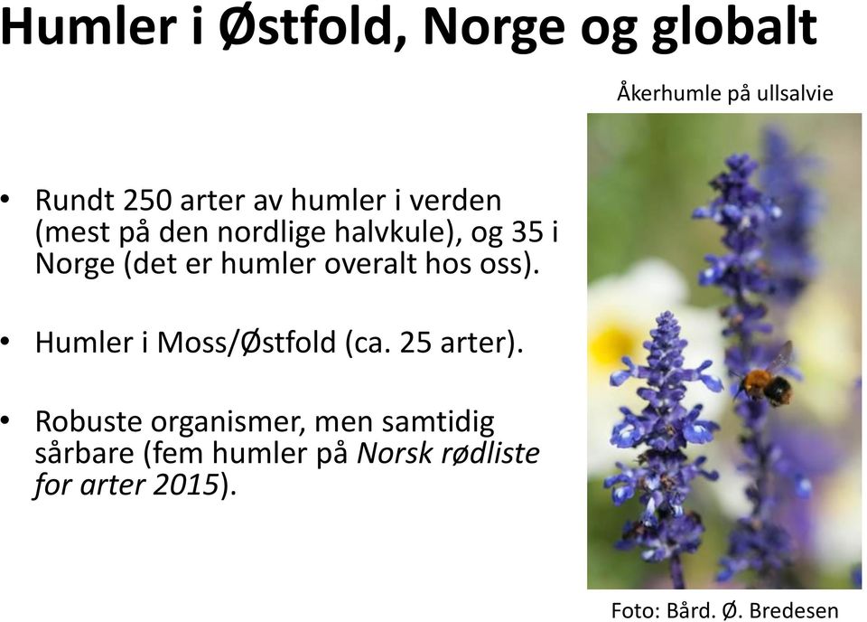 overalt hos oss). Humler i Moss/Østfold (ca. 25 arter).