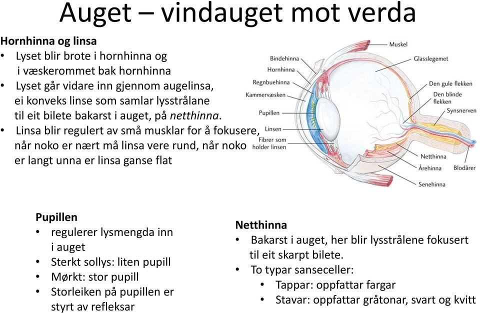 Linsa blir regulert av små musklar for å fokusere, når noko er nært må linsa vere rund, når noko er langt unna er linsa ganse flat Pupillen regulerer lysmengda inn i