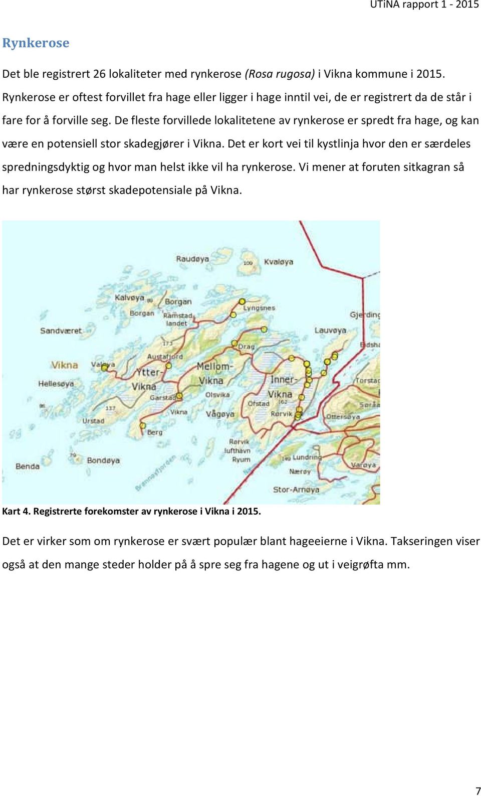 De fleste forvillede lokalitetene av rynkerose er spredt fra hage, og kan være en potensiell stor skadegjører i Vikna.