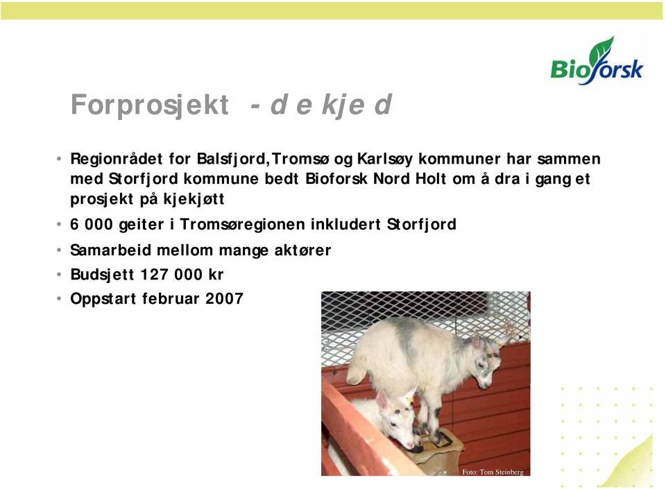 prosjekt på kjekjøtt 6 000 geiter i Tromsøregionen inkludert Storfjord