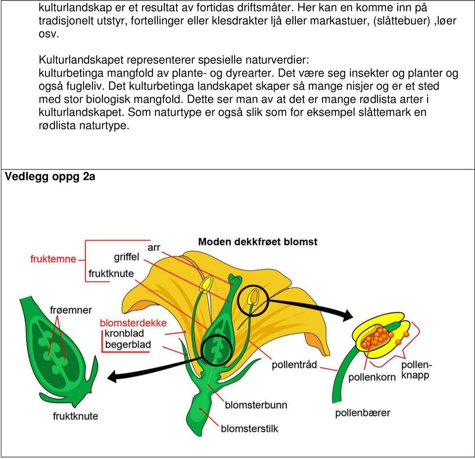 Kulturlandskapet representerer spesielle naturverdier: kulturbetinga mangfold av plante- og dyrearter.