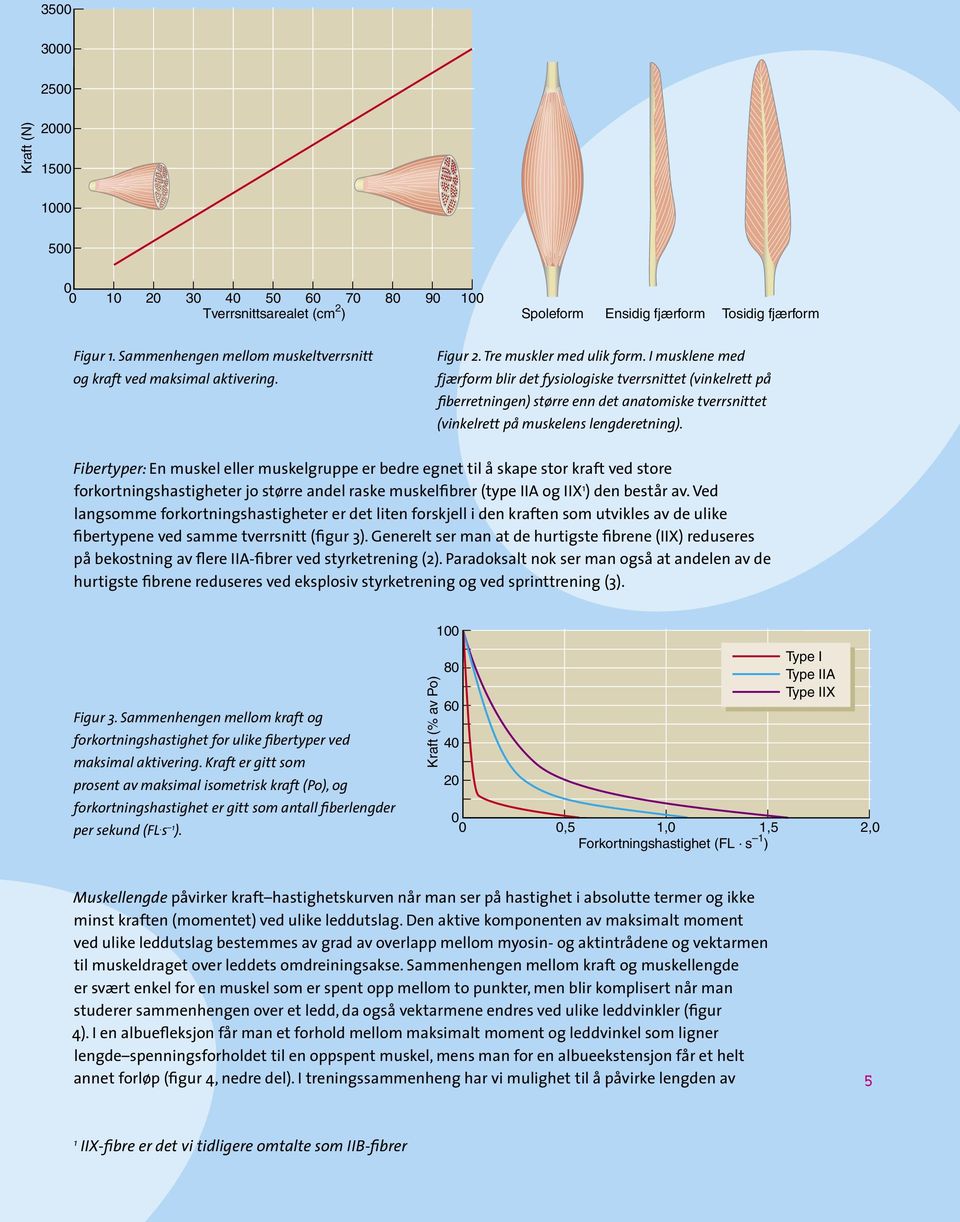 Fibertyper: En muskel eller muskelgruppe er bedre egnet til å skape stor kraft ved store forkortningshastigheter jo større andel raske muskelfibrer (type IIA og IIX 1 ) den består av.