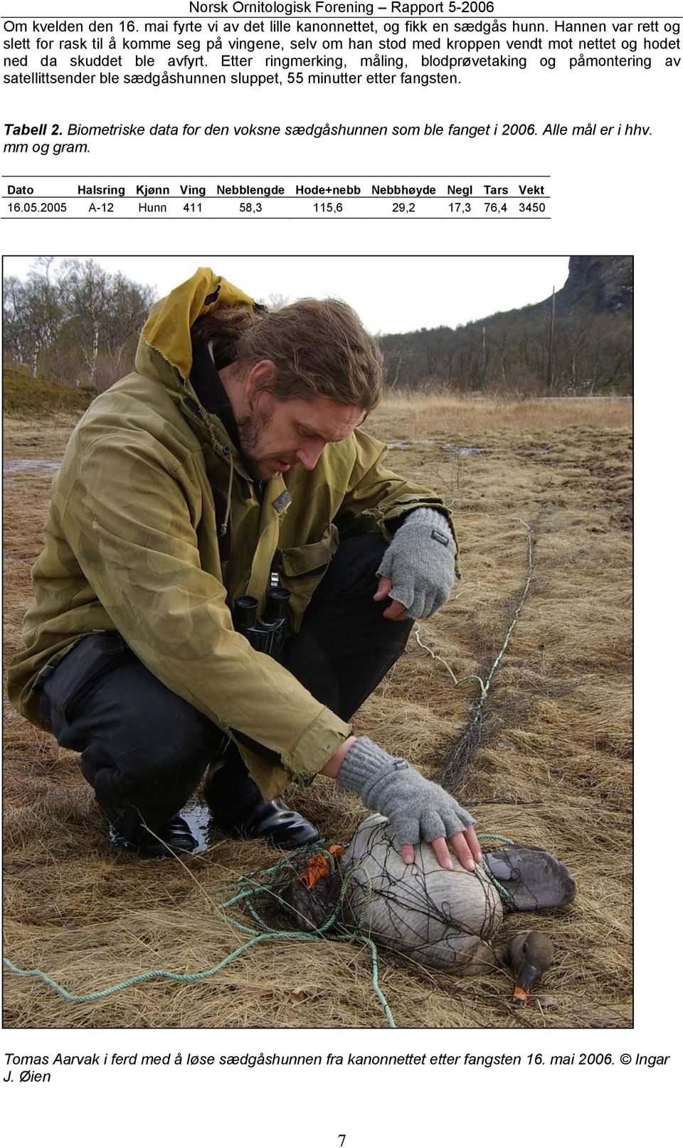 Etter ringmerking, måling, blodprøvetaking og påmontering av satellittsender ble sædgåshunnen sluppet, 55 minutter etter fangsten. Tabell 2.