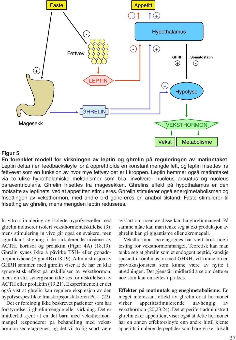 Leptin hemmer også matinntaket via to ulike hypothalamiske mekanismer som bl.a. involverer nucleus arcuatus og nucleus paraventricularis. Ghrelin frisettes fra magesekken.