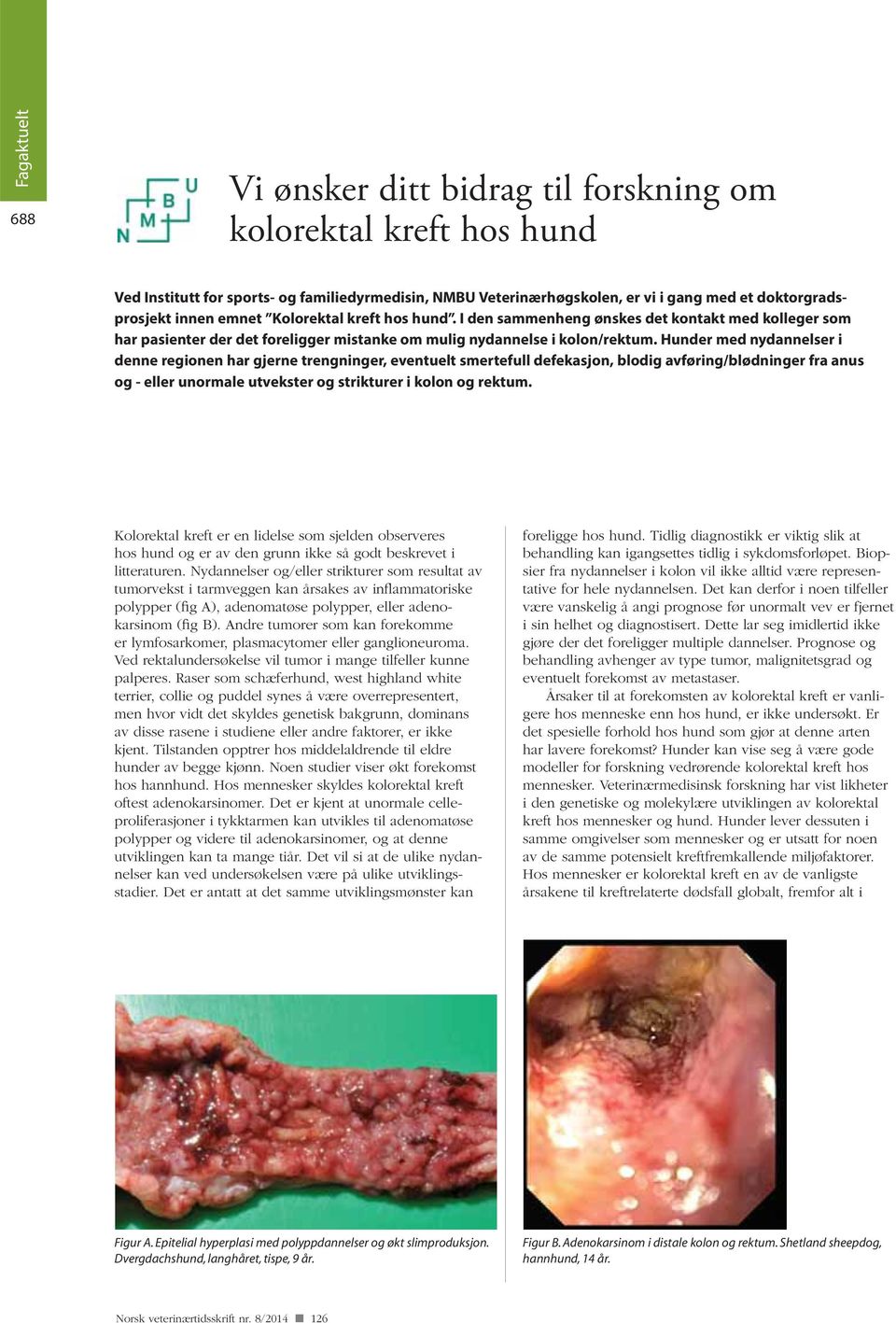 Hunder med nydannelser i denne regionen har gjerne trengninger, eventuelt smertefull defekasjon, blodig avføring/blødninger fra anus og - eller unormale utvekster og strikturer i kolon og rektum.