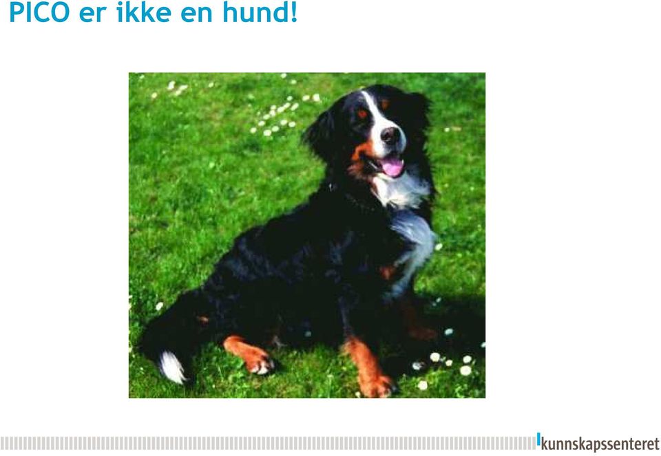 hund!