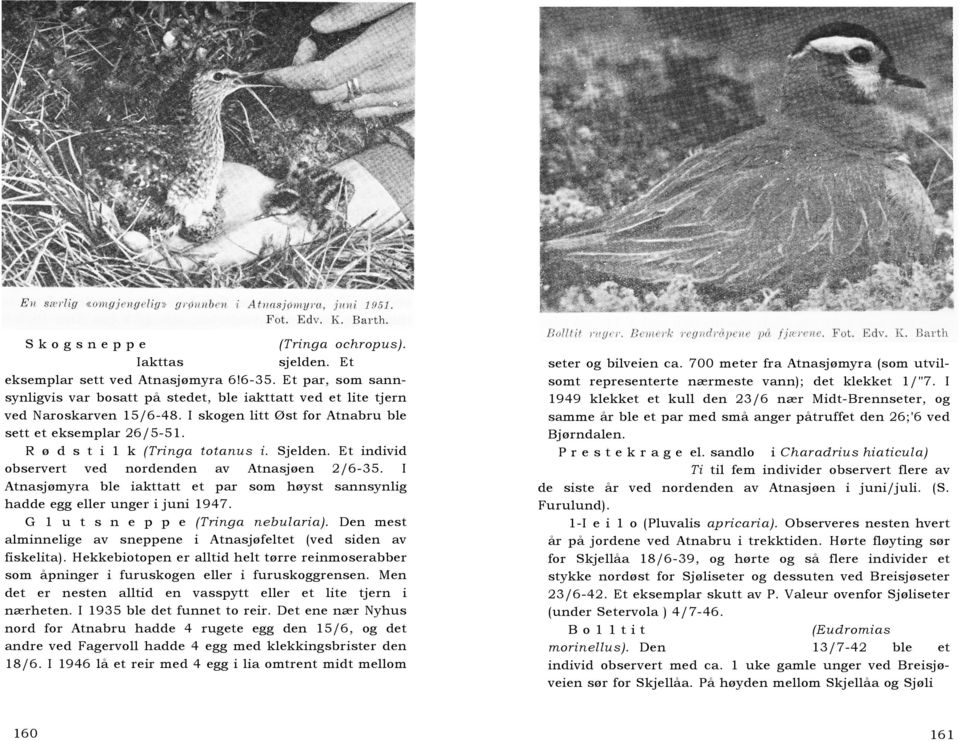 Sjelden. Et individ observert ved nordenden av Atnasjøen 2/6-35. I Atnasjømyra ble iakttatt et par som høyst sannsynlig hadde egg eller unger i juni 1947. G 1 u t s n e p p e (Tringa nebularia).