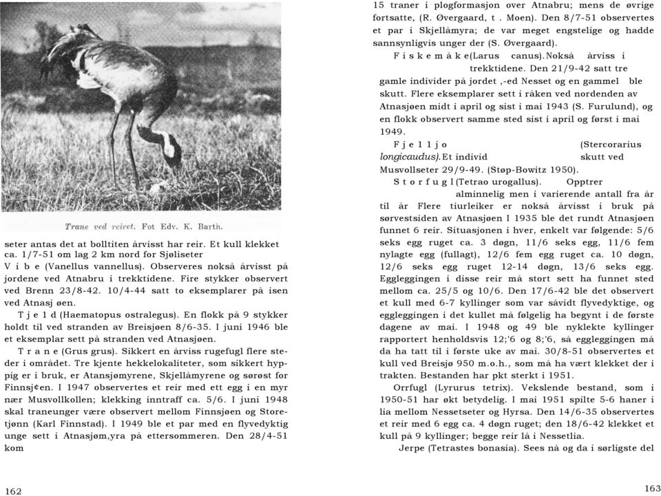 I juni 1946 ble et eksemplar sett på stranden ved Atnasjøen. T r a n e (Grus grus). Sikkert en årviss rugefugl flere steder i området.