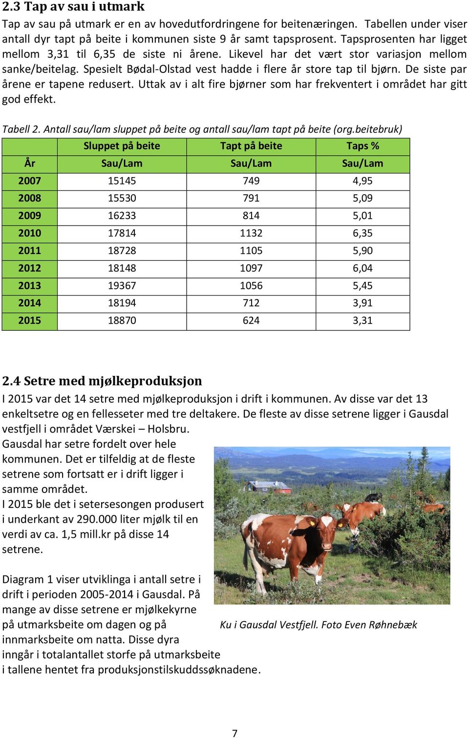 De siste par årene er tapene redusert. Uttak av i alt fire bjørner som har frekventert i området har gitt god effekt. Tabell 2. Antall sau/lam sluppet på beite og antall sau/lam tapt på beite (org.