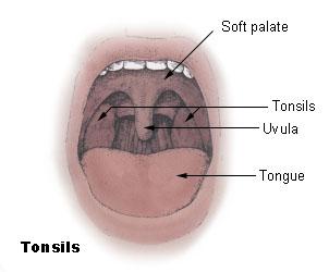 MUNNMOTORIKK ORALMOTORIKK OROFACIAL MOTORIKK Oral/oro - munn, facial - ansikt Motorikk funksjoner og prosesser som styrer og kontrollerer kroppslige bevegelser Munnmotorisk funksjon - evnen til å