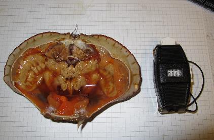 ganglion ved å stikke i sentrum under abdomen. Krabben ble så åpnet ved å fjerne fotstøet fra skallet. Etter åpning ble innmaten i krabben fotografert (Figur 3) og fyllingsgrad subjektivt vurdert.