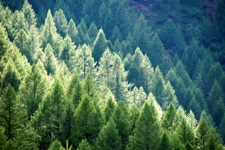 Trær som råstoff Trebiomasse består av (%) Cellulose Hemicellulose