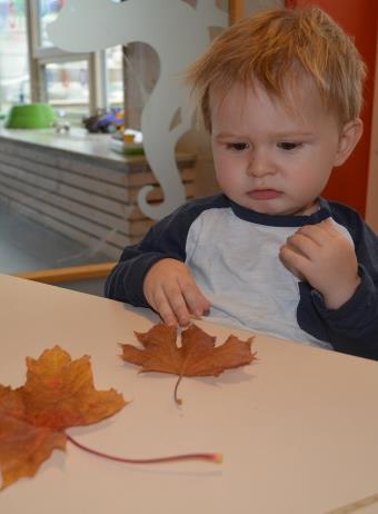 Kulpen Nå har høsten kommet for fullt og blar faller