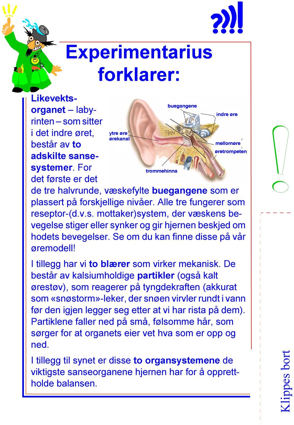 Alle tre fungerer som reseptor-(d.v.s. mottaker)system, der væskens bevegelse stiger eller synker og gir hjernen beskjed om hodets bevegelser. Se om du kan finne disse på vår øremodell!