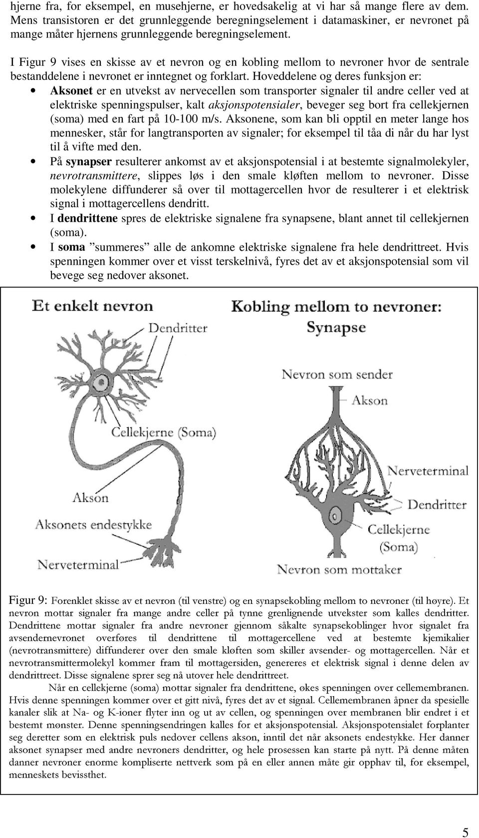 I Figur 9 vises en skisse av et nevron og en kobling mellom to nevroner hvor de sentrale bestanddelene i nevronet er inntegnet og forklart.