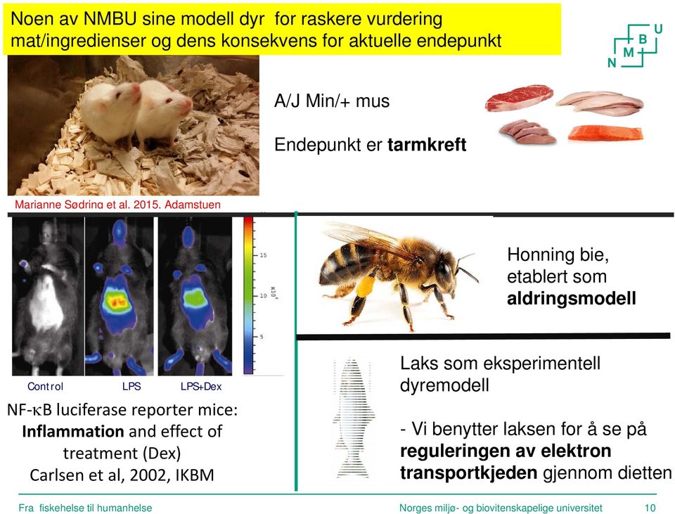mice: Inflammation and effect of treatment (Dex) Carlsen et al, 2002, IKBM Laks som eksperimentell dyremodell - Vi benytter laksen for å