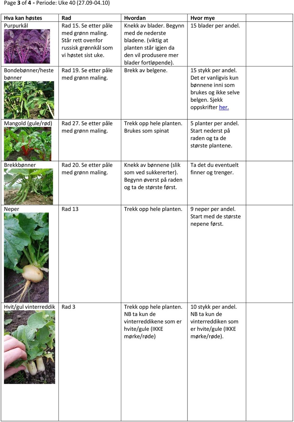 15 stykk per andel. Det er vanligvis kun bønnene inni som brukes og ikke selve belgen. Sjekk oppskrifter her. Mangold (gule/rød) Rad 27. Se etter påle Trekk opp hele planten.