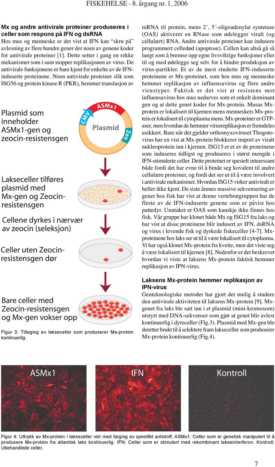 Noen antivirale proteiner slik som ISG56 og protein kinase R (PKR), hemmer translasjon av Figur 3: Tillaging av lakseceller som produserer Mx-protein kontinuerlig.