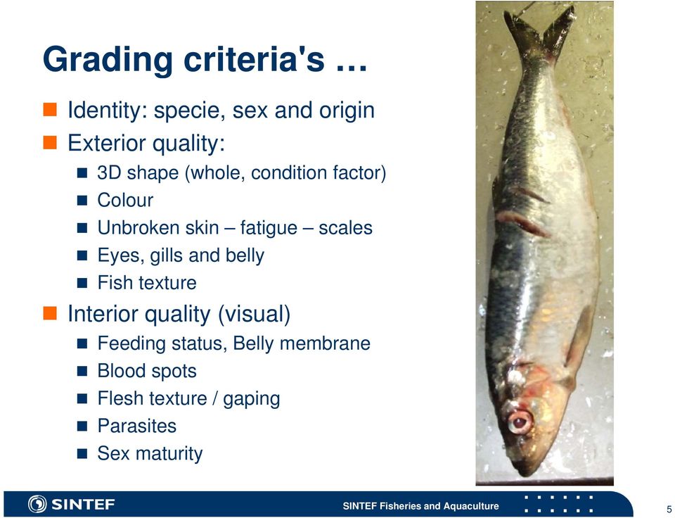 belly Fish texture Interior quality (visual) Feeding status, Belly membrane Blood