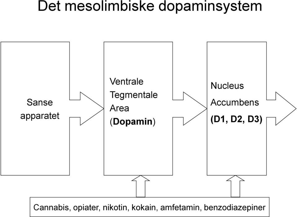 (Dopamin) Nucleus Accumbens (D1, D2, D3)