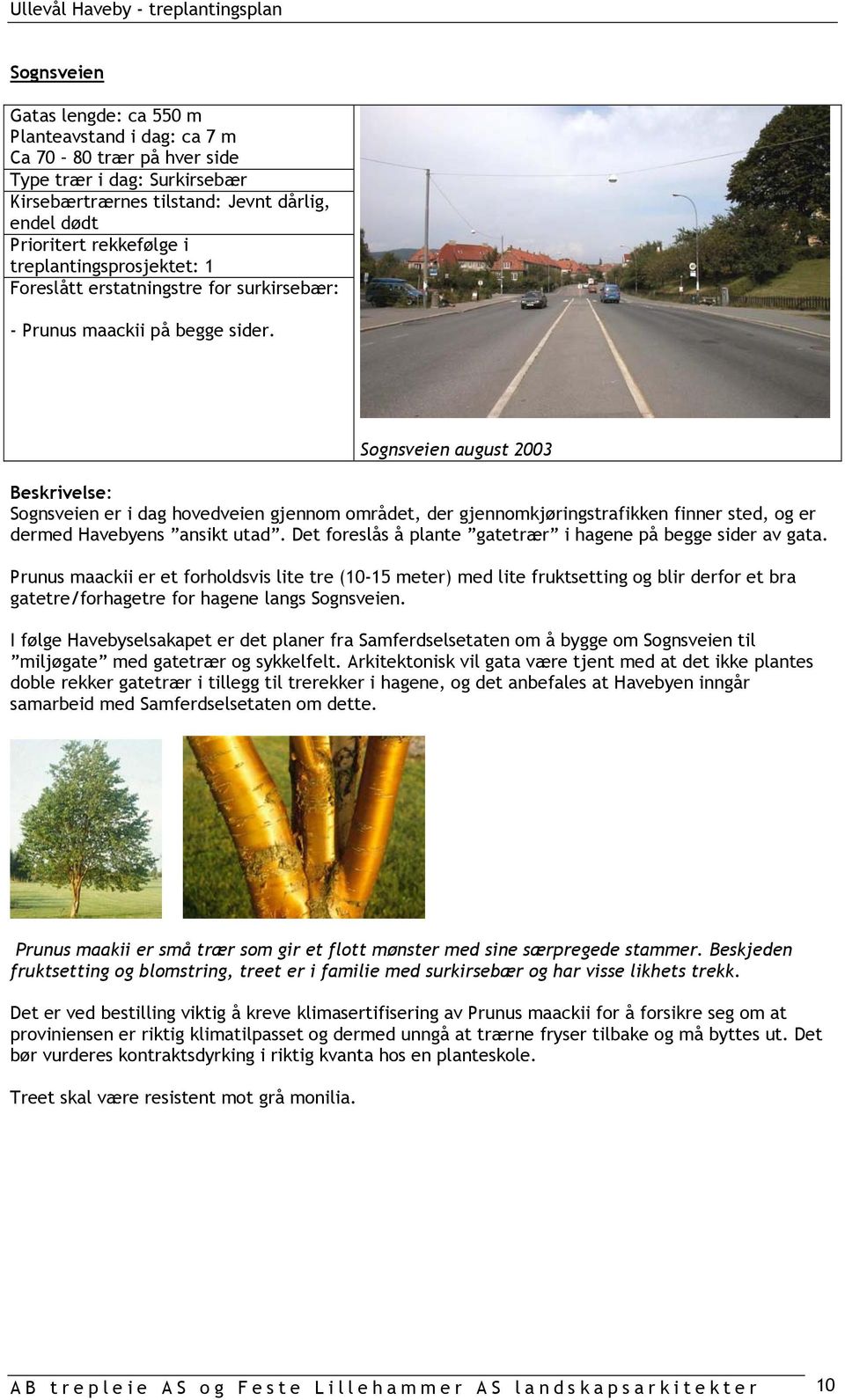Sognsveien august 2003 Sognsveien er i dag hovedveien gjennom området, der gjennomkjøringstrafikken finner sted, og er dermed Havebyens ansikt utad.