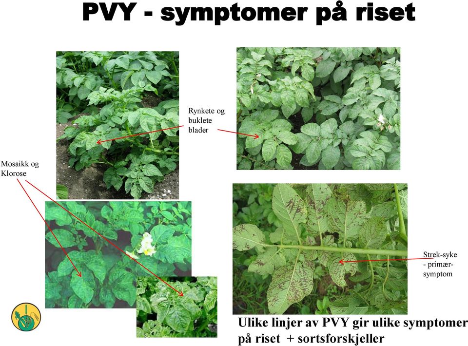 Strek-syke - primærsymptom Ulike linjer