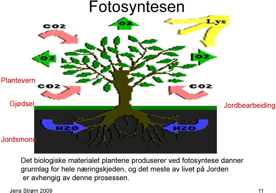 fotosyntese danner grunnlag for hele næringskjeden, og det