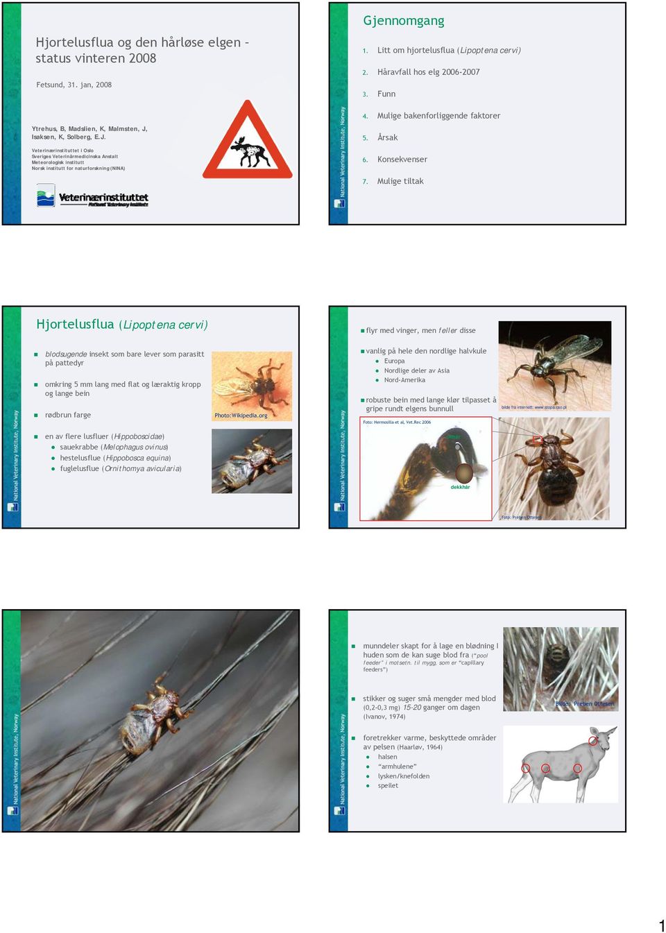 Litt om hjortelusflua (Lipoptena cervi). Håravfall hos elg 006-007. Funn. Mulige bakenforliggende faktorer 5. Årsak 6. Konsekvenser 7.